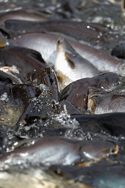 Talin chan-NOV13-154